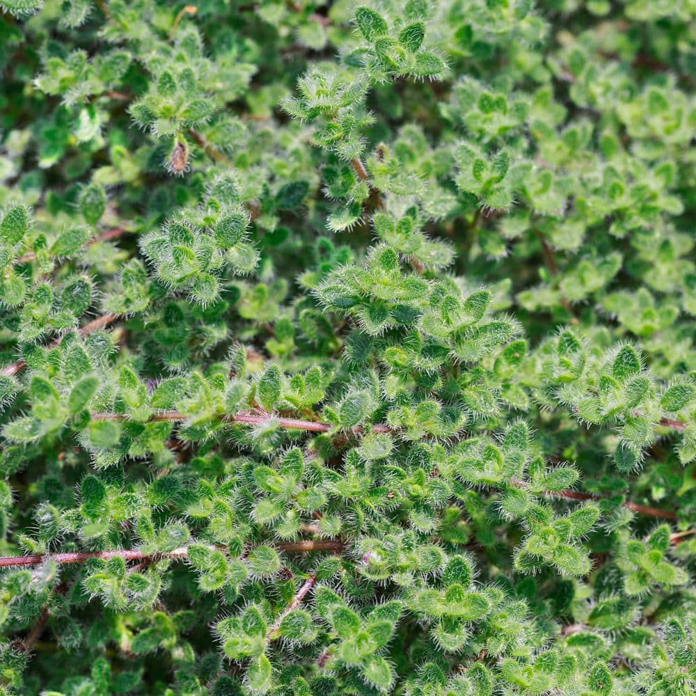 1 Gal. Wooly Thyme Creeping Thyme (Thymus Pseudolanuginos) Live Flowering Full Sun Perennial Groundcover Plant - Hercitys