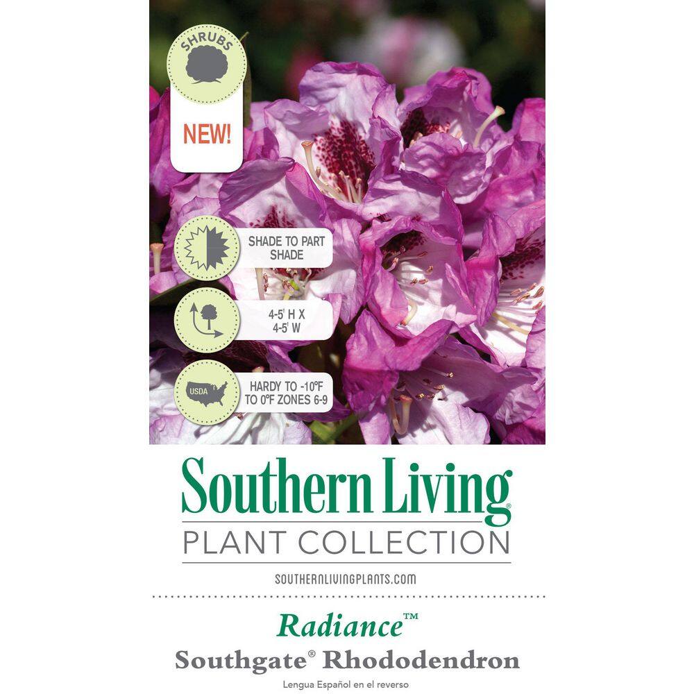 2.5 Qt. Radiance Southgate Rhododendron, Live Evergreen Shrub, Deep Lavender Buds open to Light Purple Blooms - Hercitys