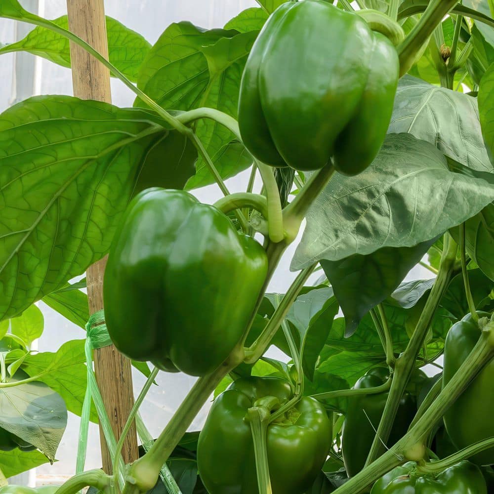 2.5 in. Chile Pepper Touchdown Plant (3-Pack) - Hercitys