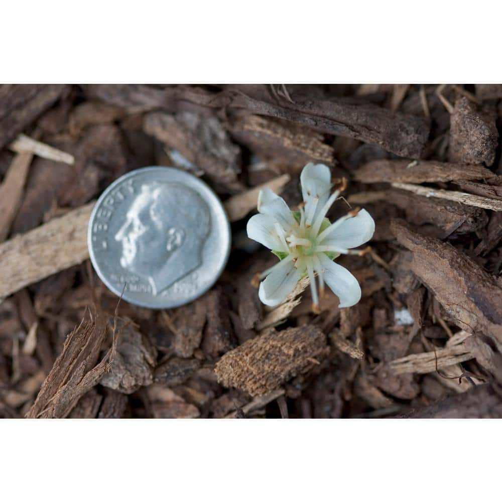 4.5 in. Qt. Vanilla Spice Summersweet (Clethra Alnifolia) Flowering Shrub With White Flowers - Hercitys