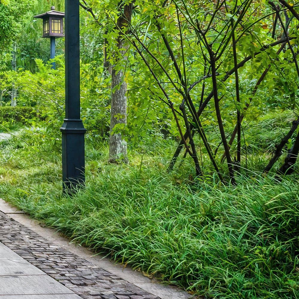 1 g Dwarf Mondo Grass Plant - Hercitys