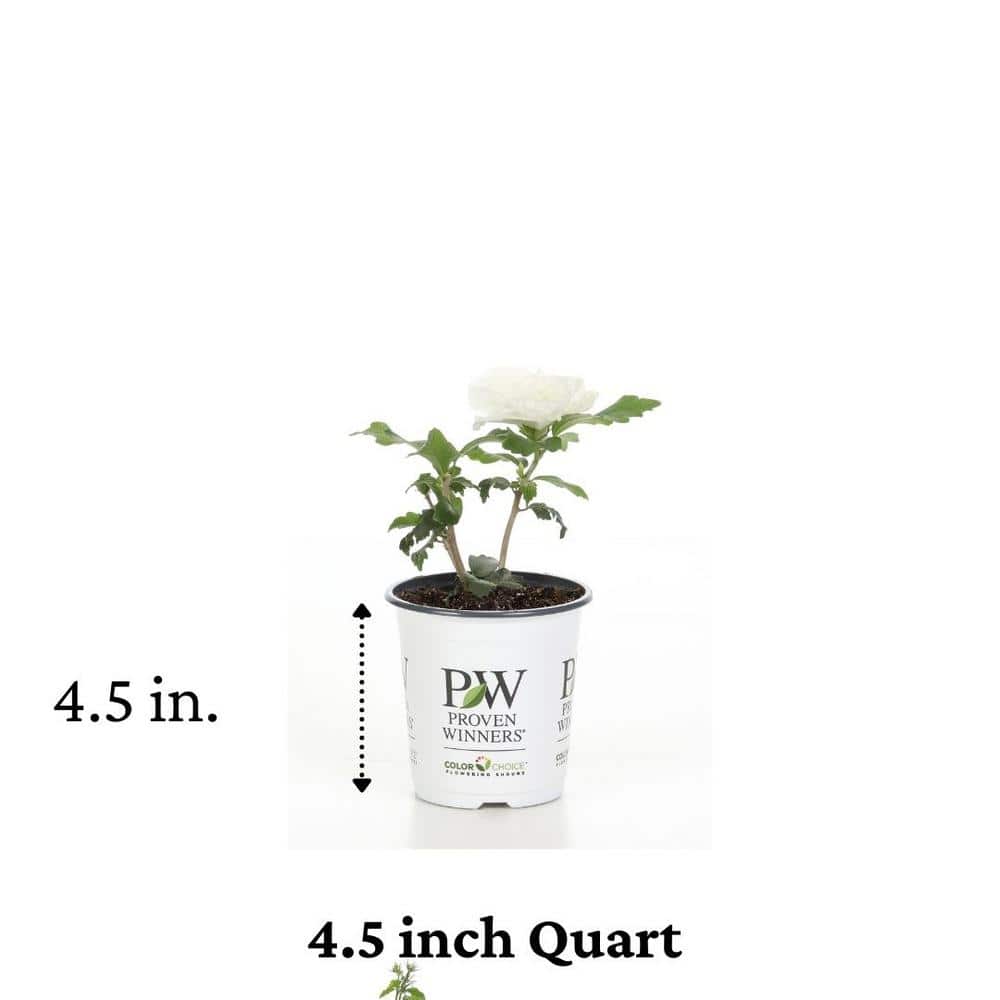 4.5 in. qt. White Chiffon Rose of Sharon (Hibiscus) Live Shrub, White Flowers - Hercitys