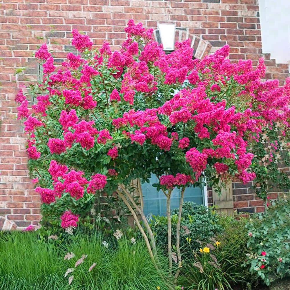 1 Gal. Deep Pink Tonto Crape Myrtle Tree - Hercitys
