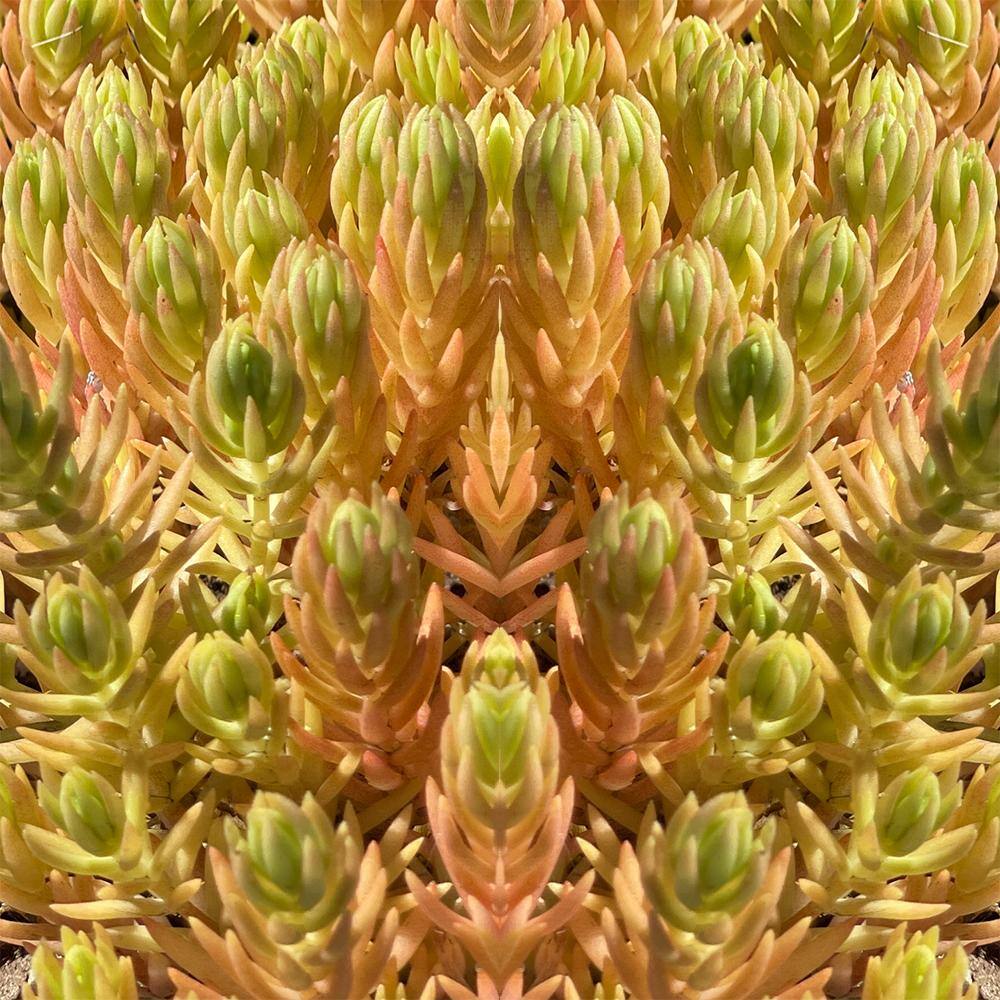 4 in. D x 3.5 in. H Non-Fragrant Sedum Lemon Bal No Blossom (5-Pack) - Hercitys