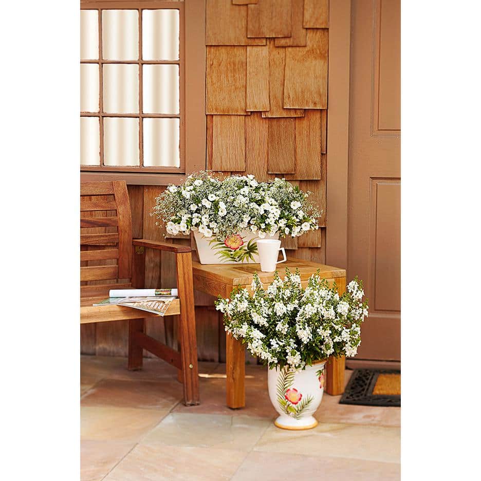 4.25 in. Eco+Grande, Superbells White (Calibrachoa) Live Plants, White Flowers (4-Pack) - Hercitys