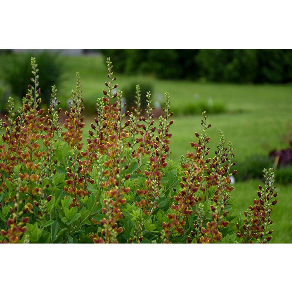 3 Gal. Cherries Jubilee Baptisia Live Perennial Plant (1-Pack) - Hercitys