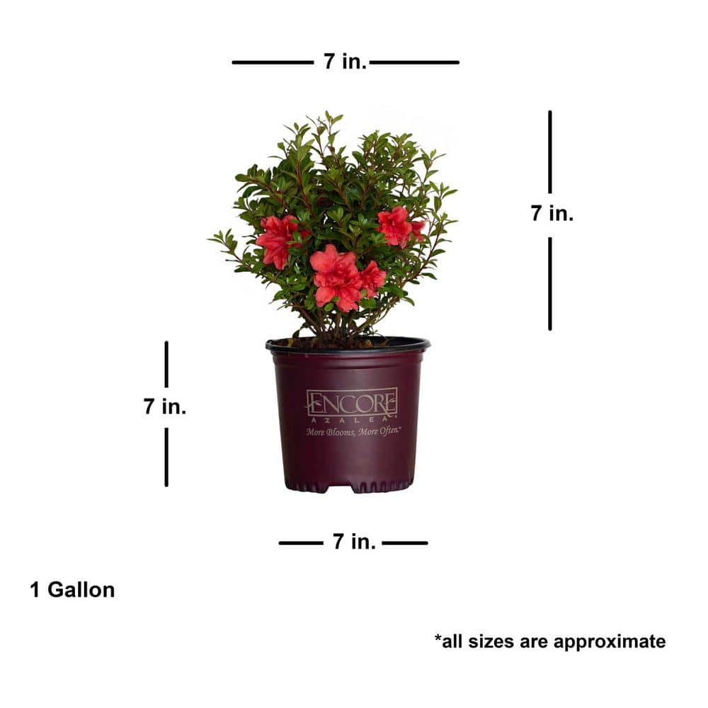 1 Gal. Autumn Princess Shrub with Salmon-Pink Reblooming Flowers - Hercitys