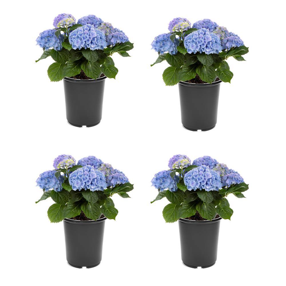 2.5 qt. Hydrangea macrophylla Hi River Blue Perennial Plant with Blue Flowers – 4-Pack - Hercitys
