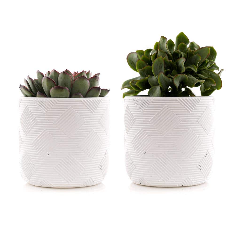 4 in. Assorted Succulent Set in White Weave Pot (2-Pack) - Hercitys