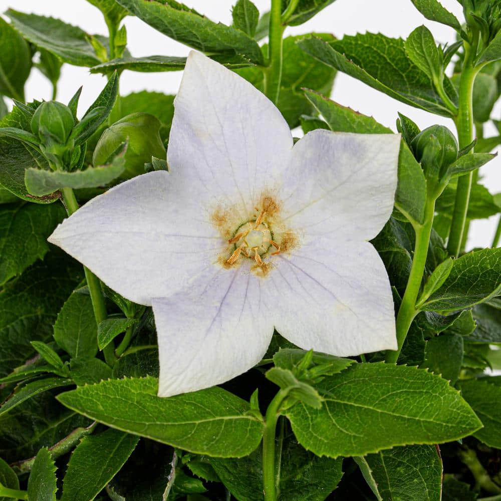 2 Qt. Platycodon Balloon Flower ‘Twinkle White’ White Perennial Plant (3-Pack) - Hercitys