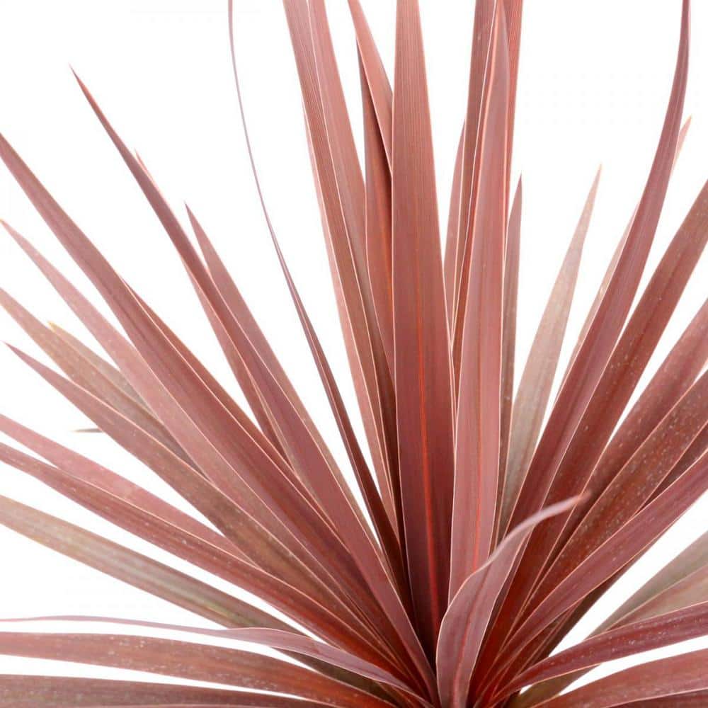 2.5 qt. Grass Cordyline Australis Red Star Perennial (4-Pack) - Hercitys