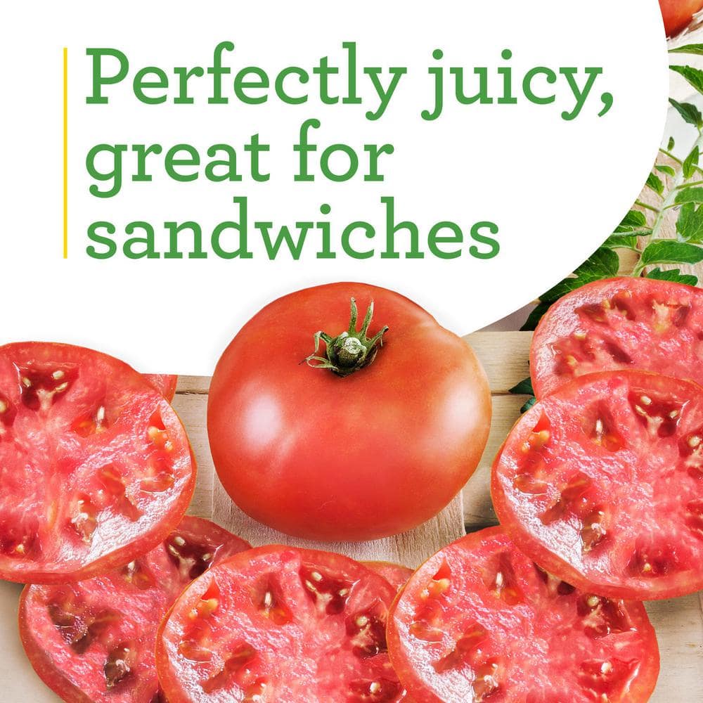 19 oz. Big Boy Tomato Plant (2-Pack) - Hercitys