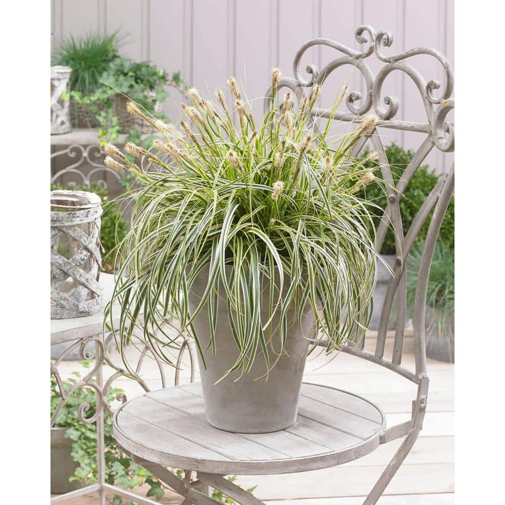 2.5 qt. Grass Carex Oshimensis Feather Falls Perennial (4-Pack) - Hercitys
