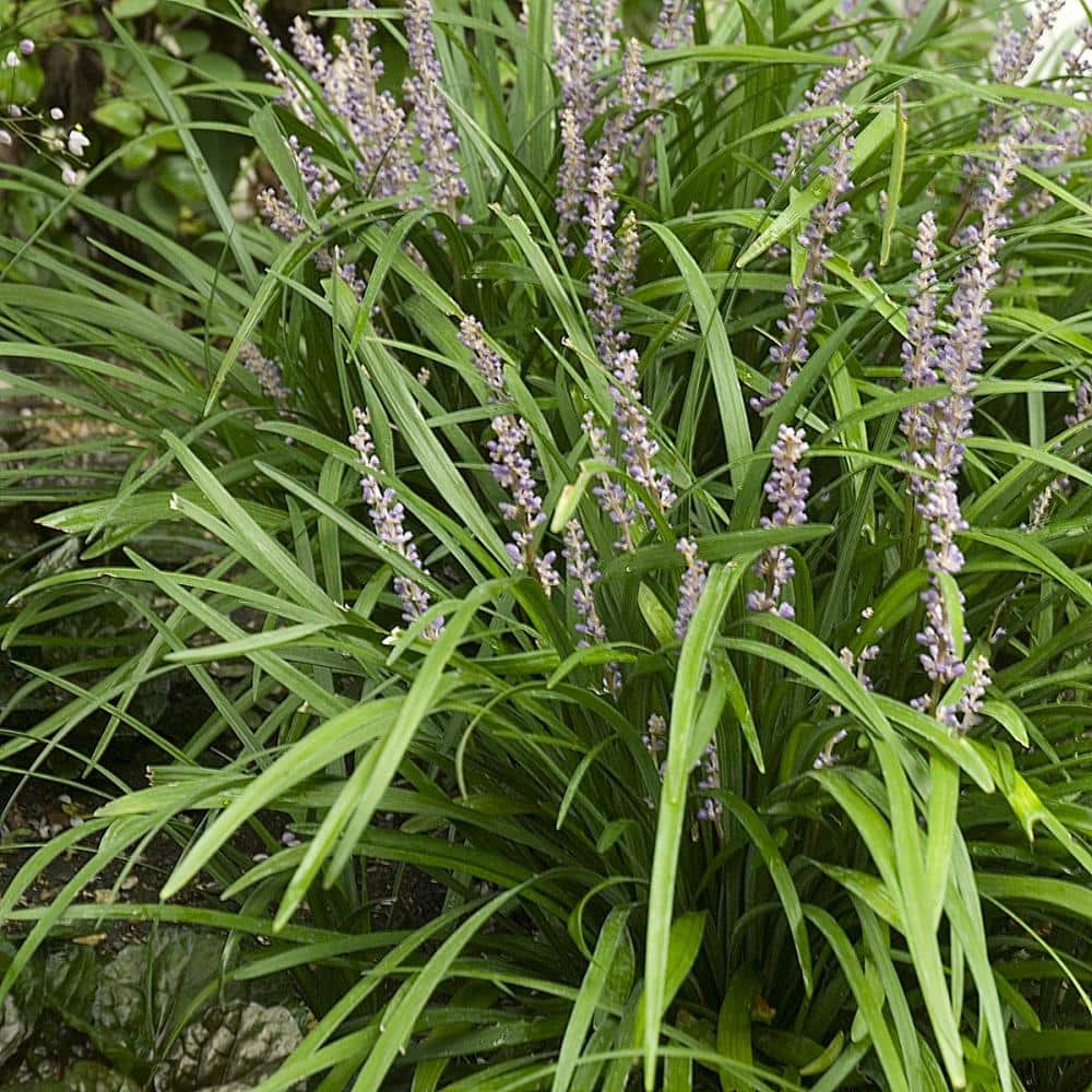 4 in. Big Blue Liriope Plant with Purple Blooms (6-Piece) - Hercitys