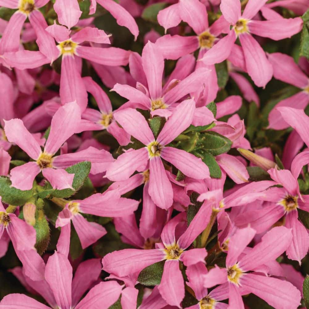 4.25 in. Eco+ Grande Stardiva Pink Fan Flower (Scaevola Aemula) Live Annual Plant with Pink Flowers 4-Pack - Hercitys