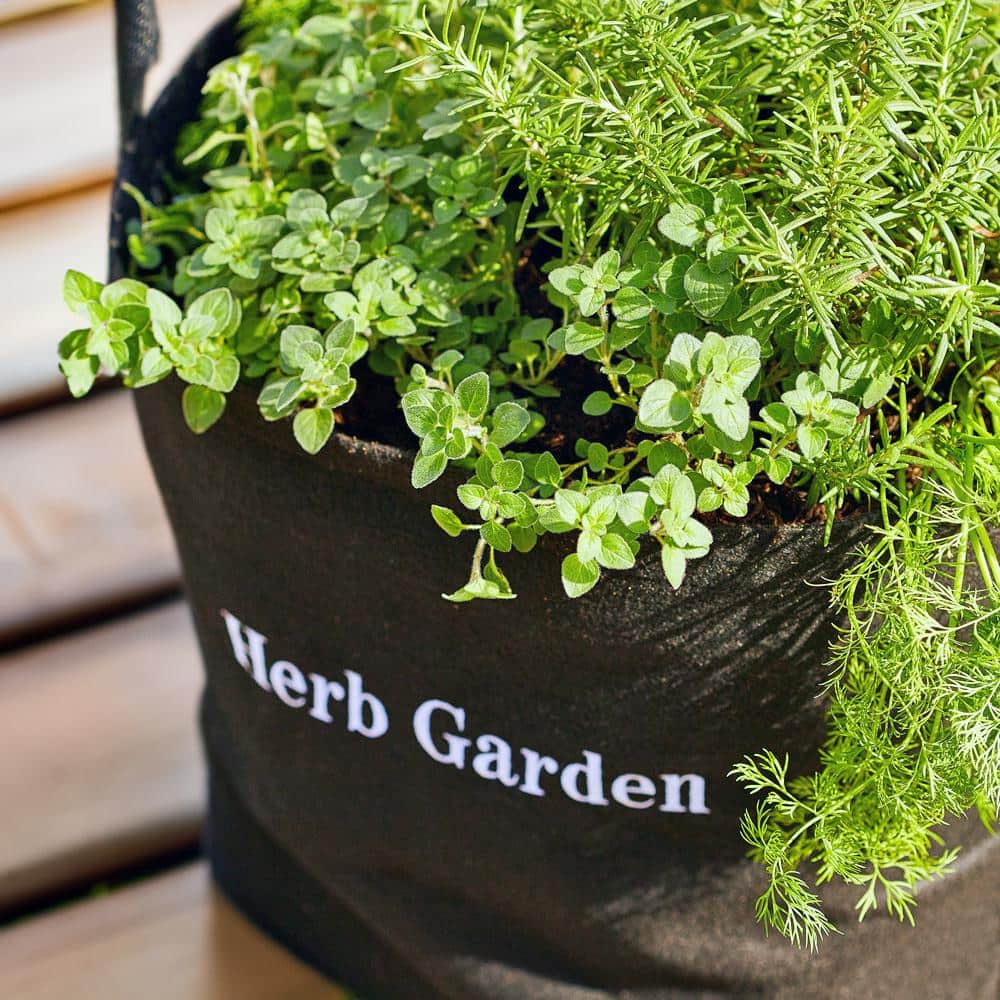 5 Gal. Portable Culinary Grow Bag Edible Herb Garden Kit with 4 Seasonal Plants - Hercitys