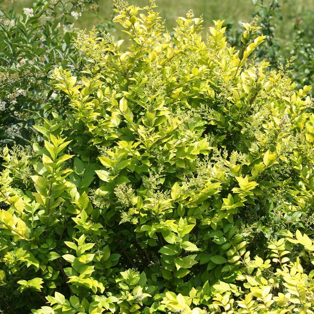 2 Gal. Golden Ticket Ligustrum Shrub with Bright Yellow Foliage - Hercitys