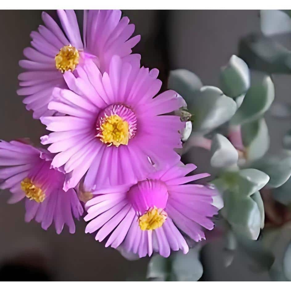 5 in. Oscularia Pedunculata with Mauve Flowers, Succulent Plants in Grower Hanging Pot - Hercitys