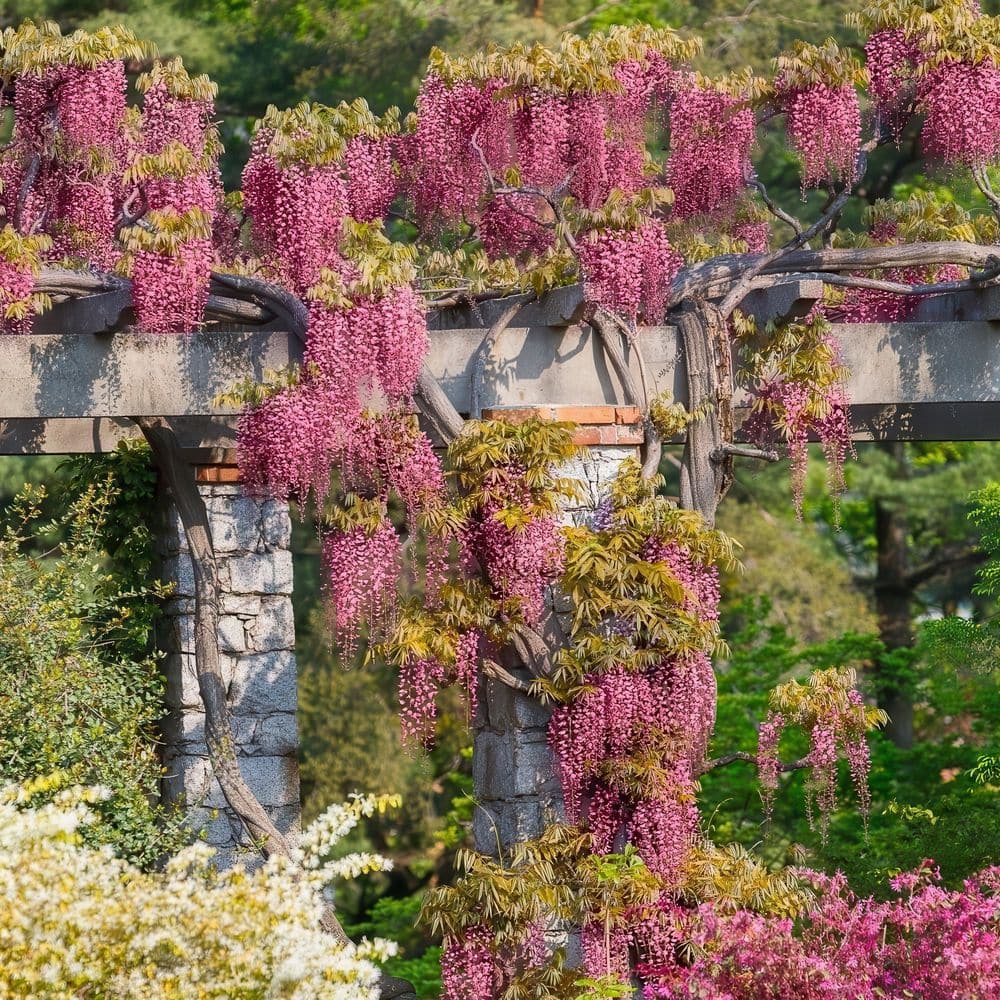 1 gal. Pink Wisteria Plant with Pink Flowers - Hercitys