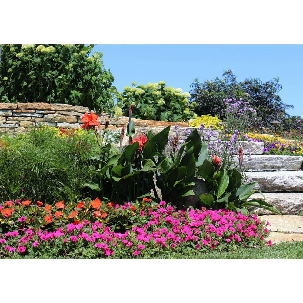 4.5 in. Qt. Graceful Grasses Prince Tut Dwarf Egyptian Papyrus (Cyperus) Live Plant, Bright Green Foliage - Hercitys