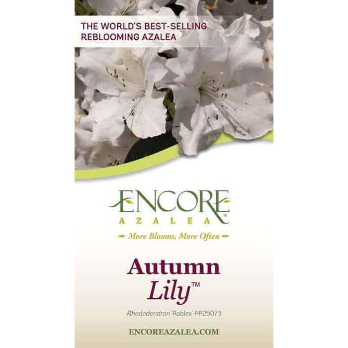 2 Gal. Autumn Lily Shrub with Brilliant White and Purple Streaking Reblooming Flowers - Hercitys