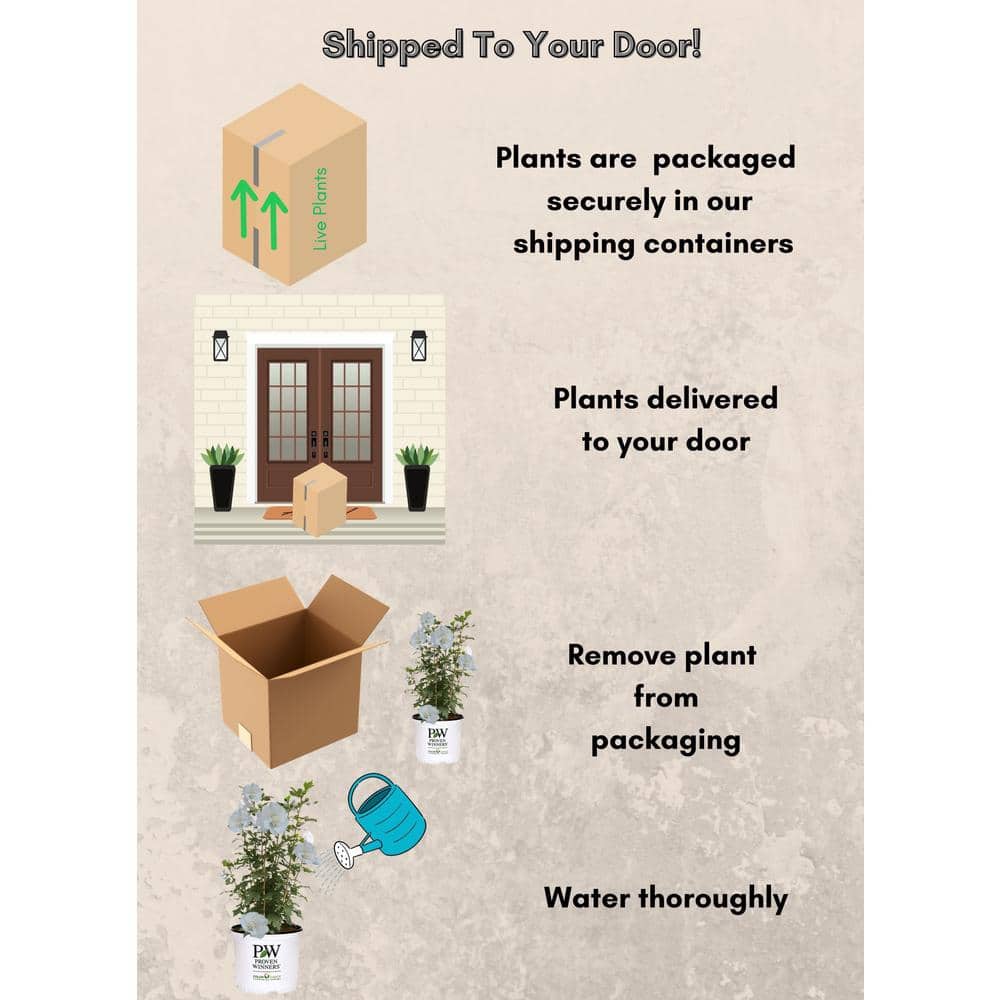 2 Gal. White Pillar Rose of Sharon (Hibiscus) Plant with White Flowers - Hercitys