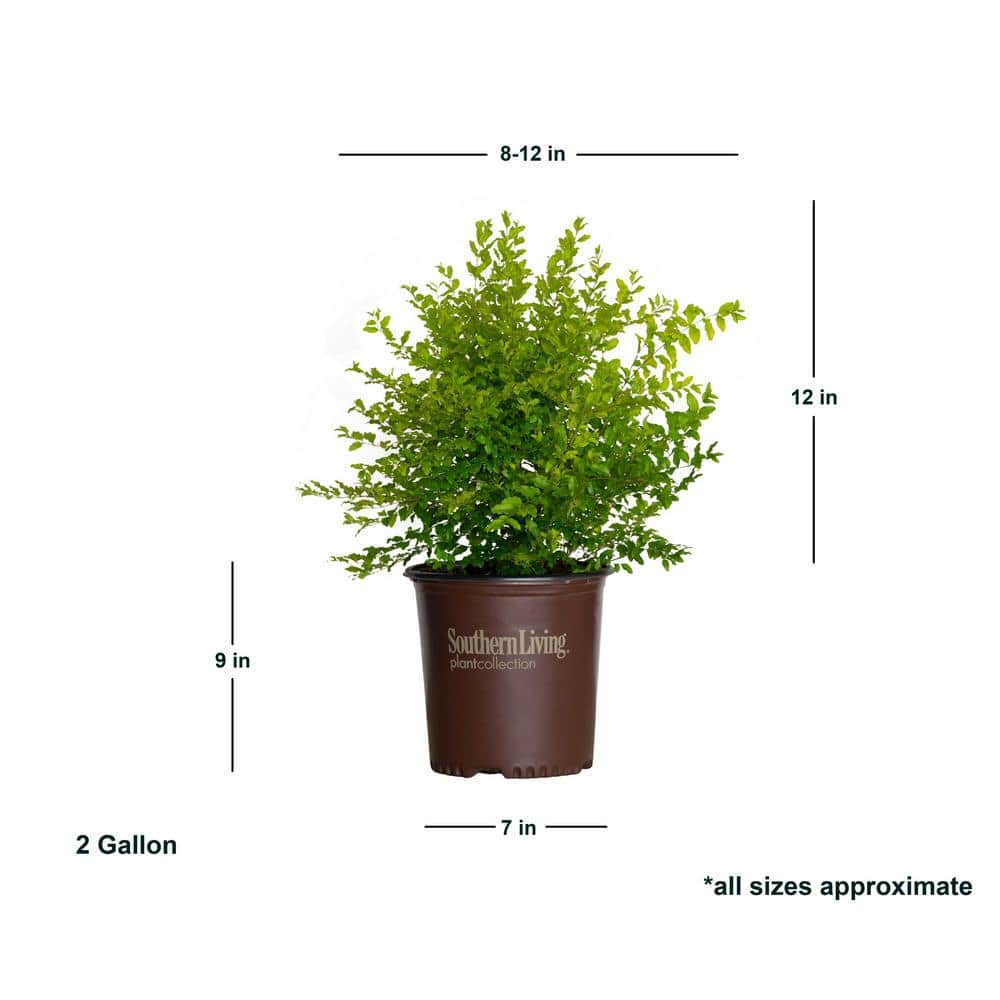 2 Gal. Sunshine Ligustrum, Evergreen Shrub, Bright Golden-Yellow Foliage - Hercitys