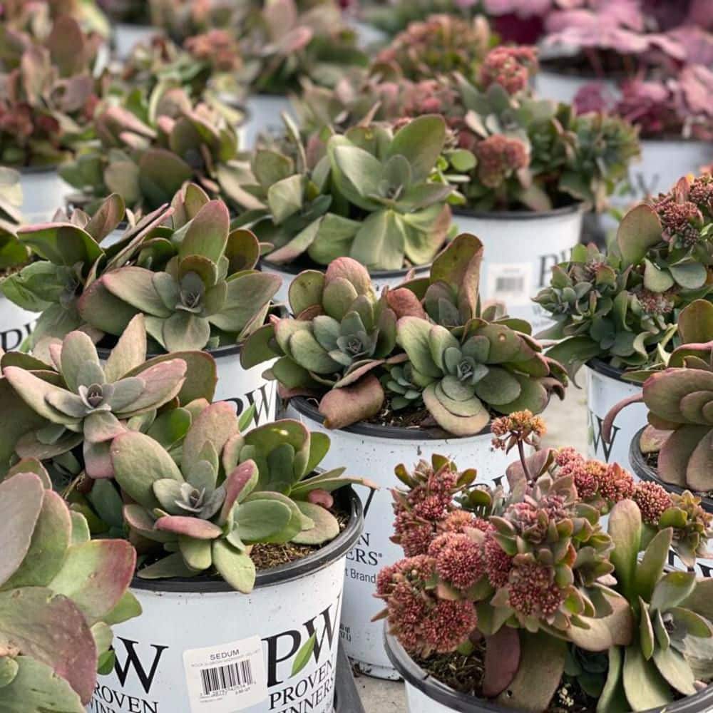 0.65 Gal. Rock N Grow Midnight Velvet Stonecrop (Sedum Hybrid) Live Perennial Plant with Red Flowers - Hercitys