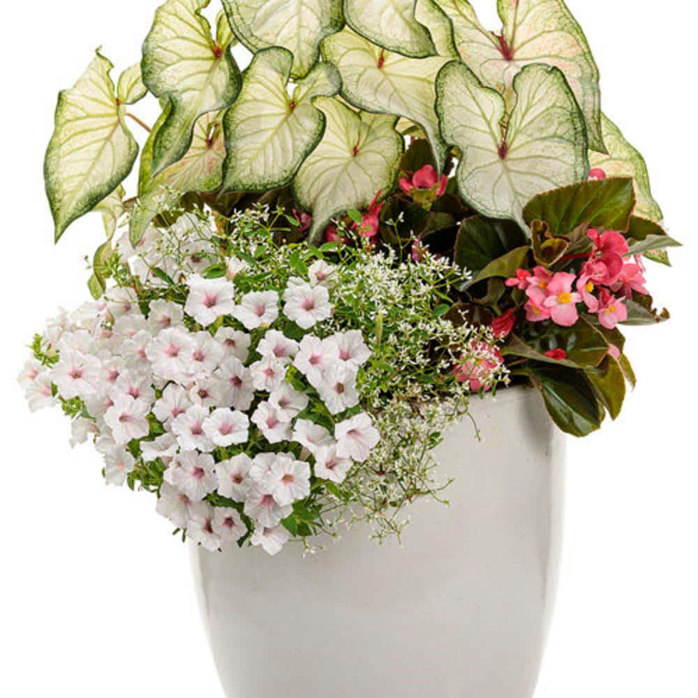 4.25 in. Grande Supertunia Vista Silverberry (Petunia) Live Plants, White & Pink Flowers white w/lavender vein (4-Pack) - Hercitys