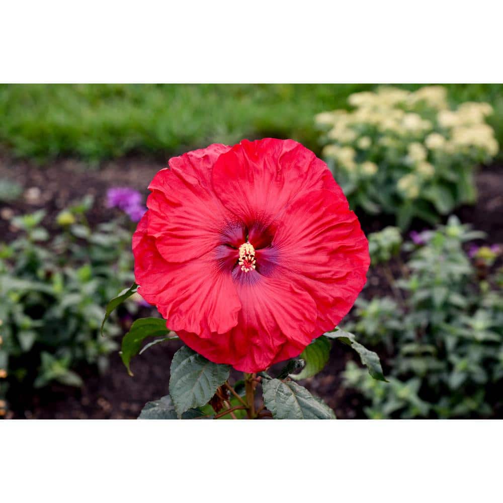 2 Gal. Summerific ‘Valentine’s Crush’ Rose Mallow (Hibiscus Hybrid), Live Perennial Plant, with Red Flowers - Hercitys