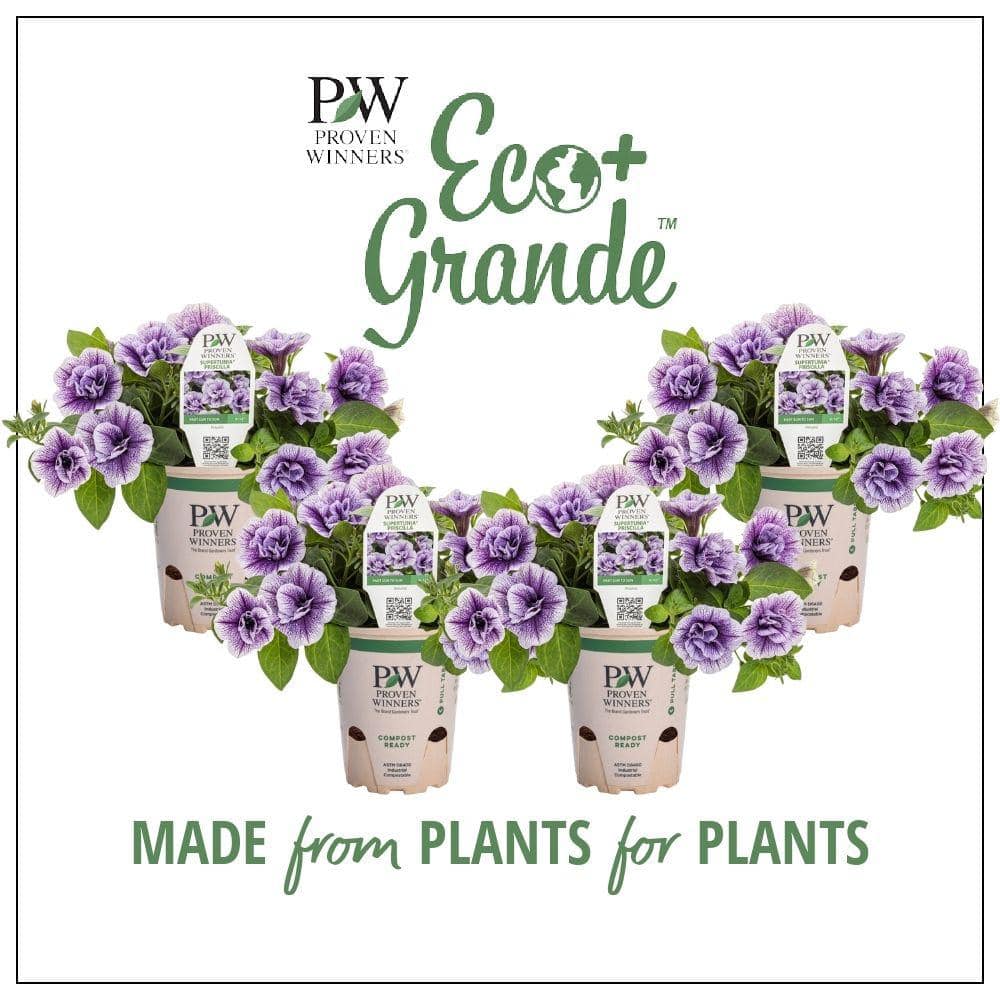 4.25 in. Eco+Grande, Supertunia Priscilla (Petunia) Live Plant, Purple Flowers (4-Pack) - Hercitys