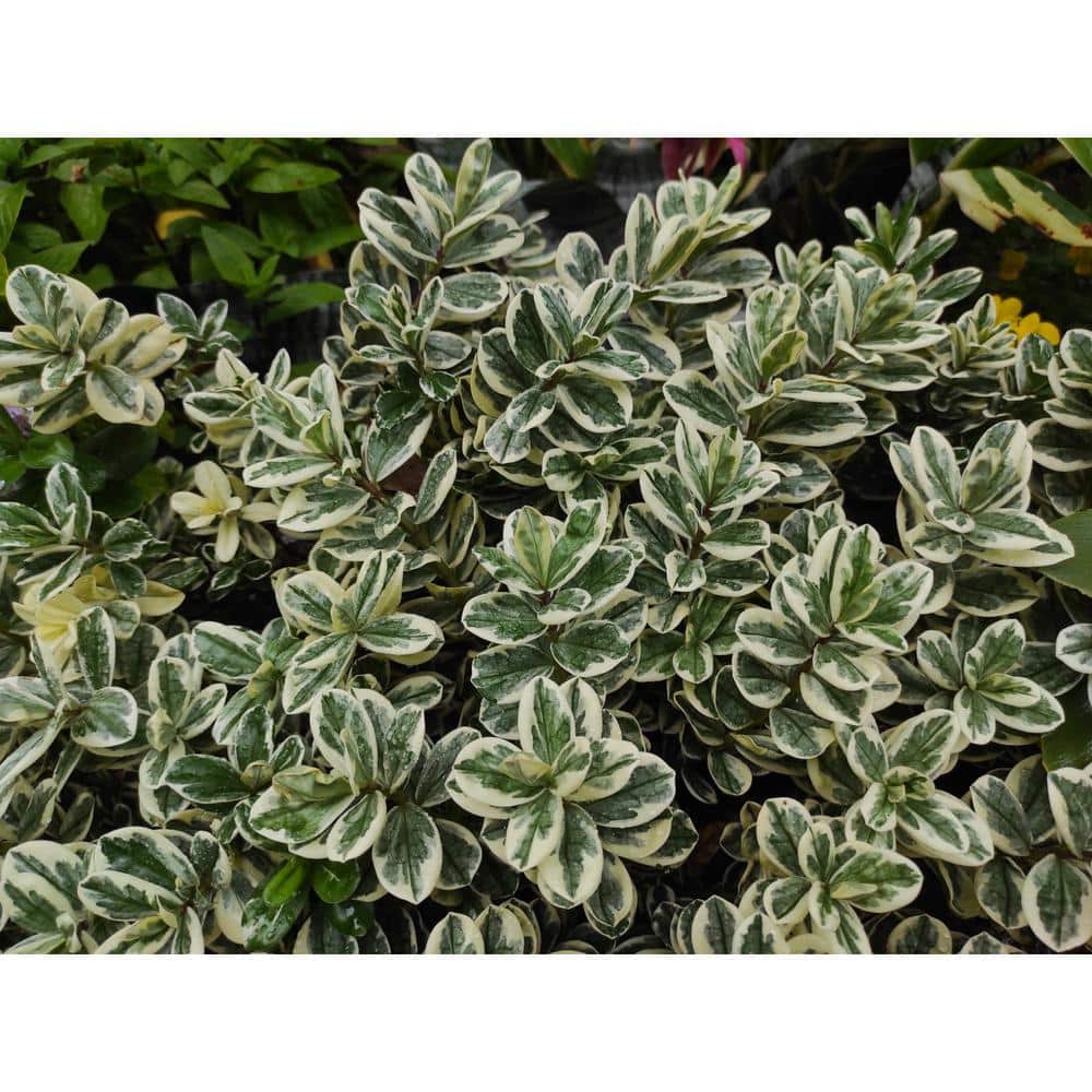 1 Gal. Silver King Euonymus Shrub Evergreen Leaves with Silvery White Edges - Hercitys