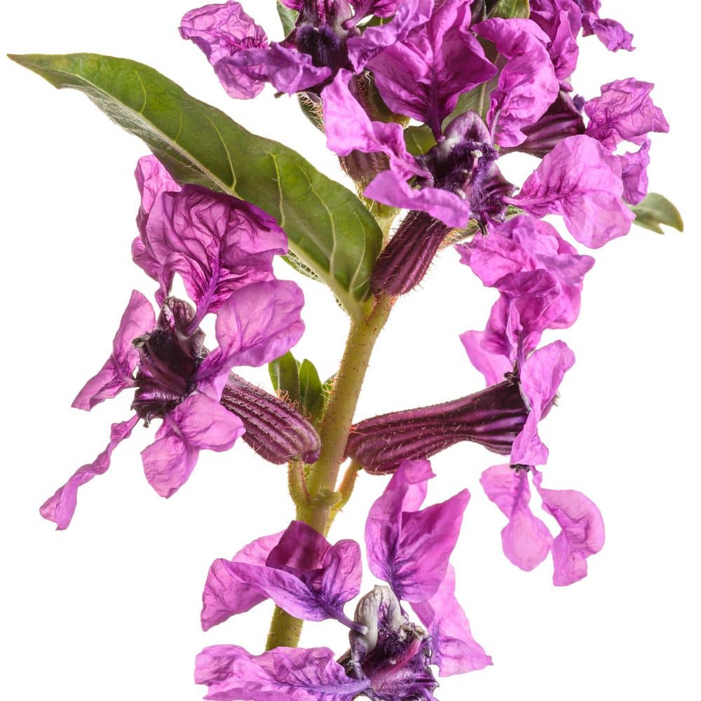 4.25 in. Eco+ Grande Totally Tempted Vivid Violet Cuphea (Procumbens) Live Annual Plant with Purple Flowers 4-Pack - Hercitys