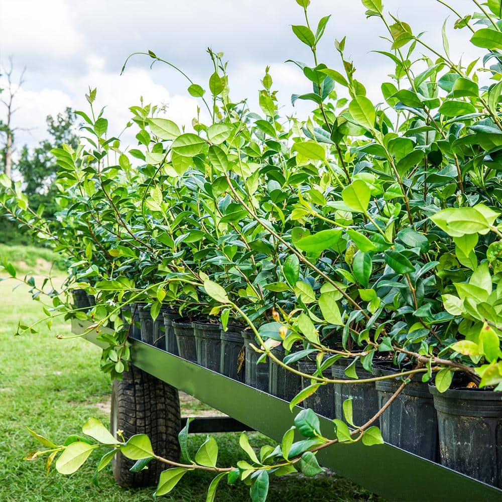 1 Gal. Confederate Jasmine Plant, Re-Blooming Fragrant White Flowers - Hercitys
