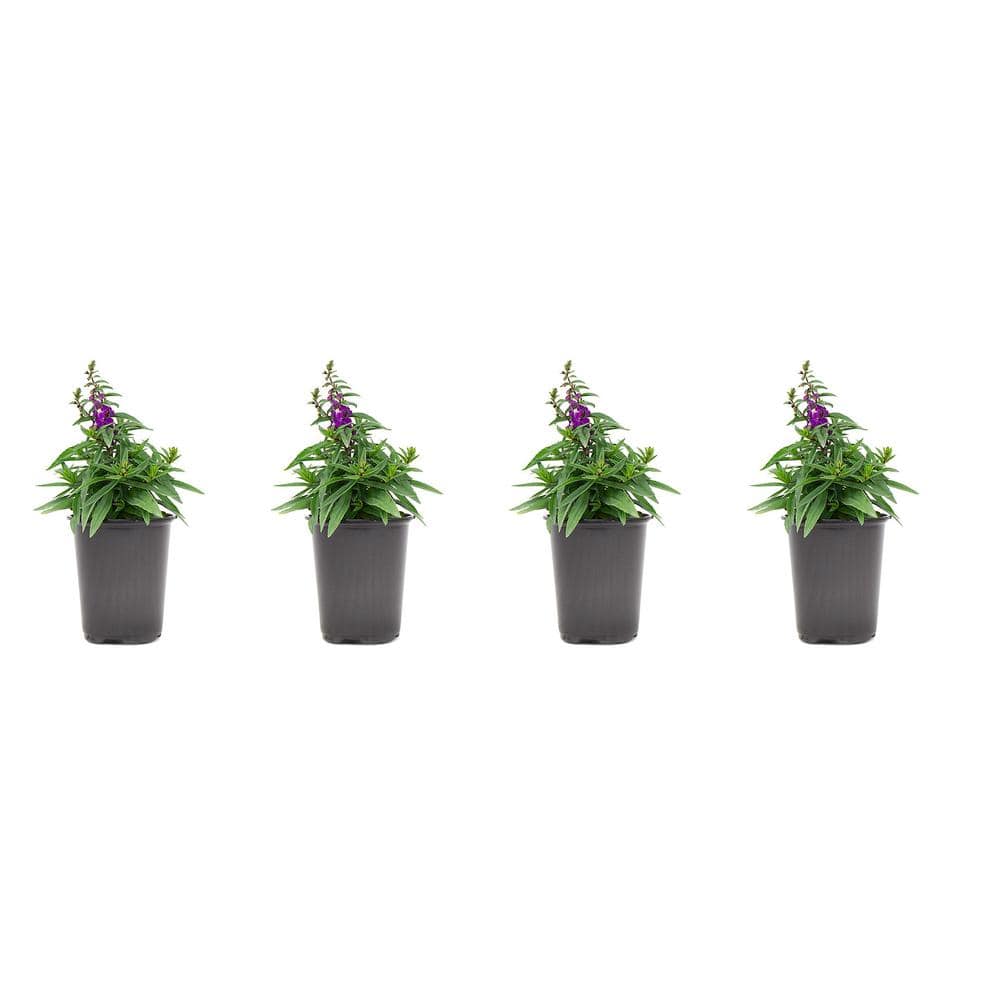 1.38-Pint Angelonia Purple Flower in 4.5 in. Grower’s Pot (4-Pack) - Hercitys