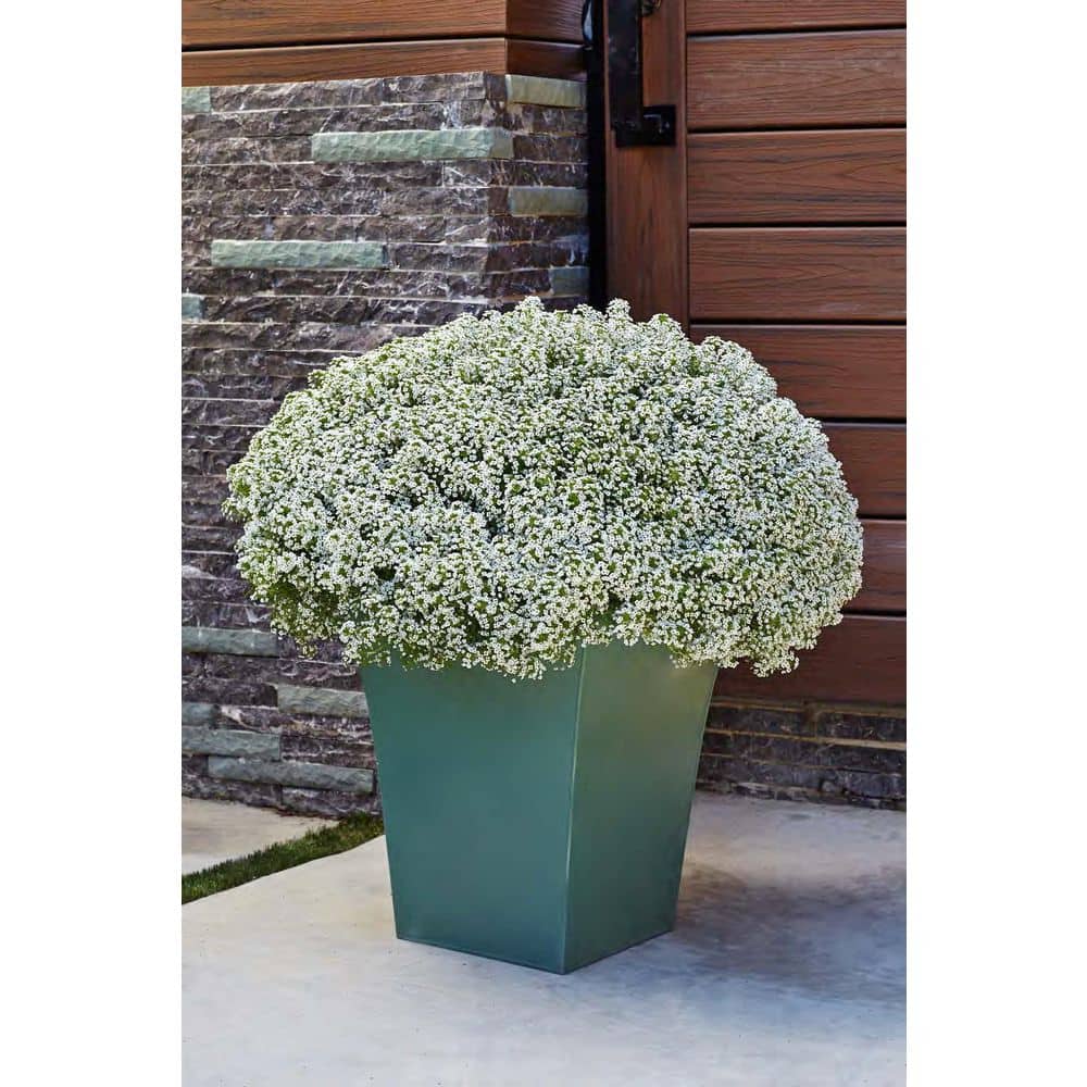 4.25 in. Eco+Grande White Knight Sweet Alyssum (Lobularia) Live Plant, White Flowers (4-Pack) - Hercitys