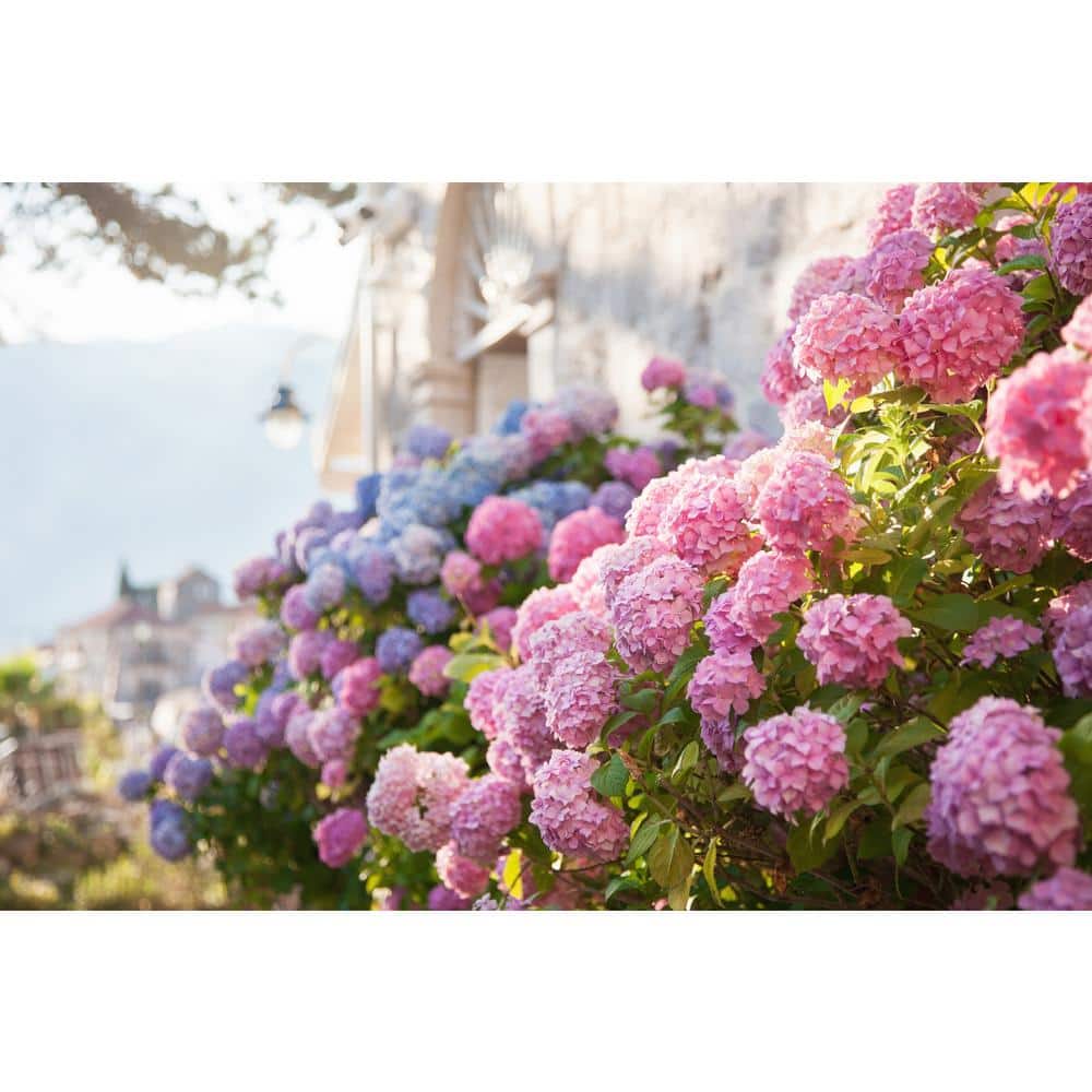 3 Gal. L.A. Dreamin Hydrangea (macrophylla) Live Multi-Colored Flowering Shrub with Pink, Blue, and Lavender Flowers - Hercitys