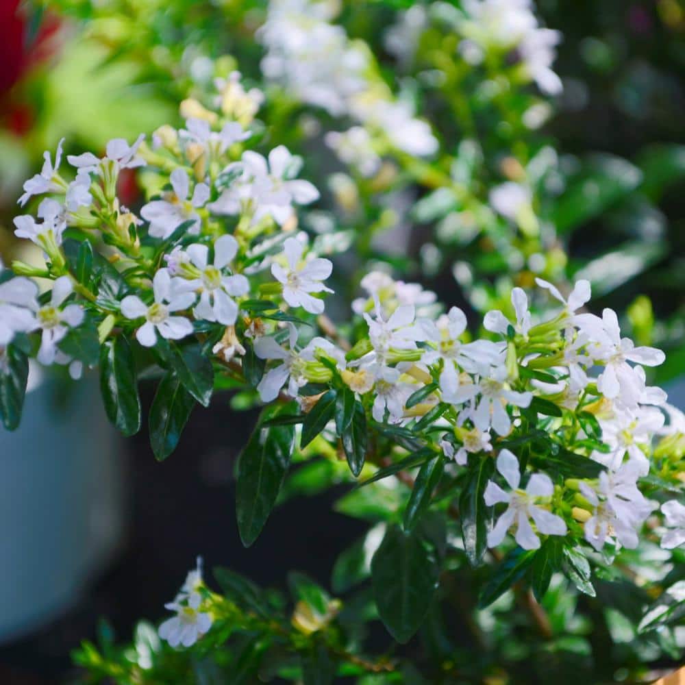 2.5 in. Cuphea Enchantia White Perennial Plant with White Flowers (3-Pack) - Hercitys