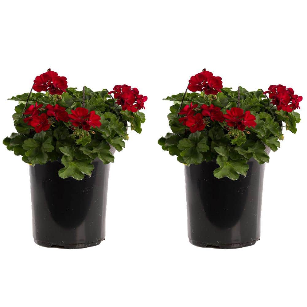 1 Gal. Red Geranium Plant (2-Pack) - Hercitys