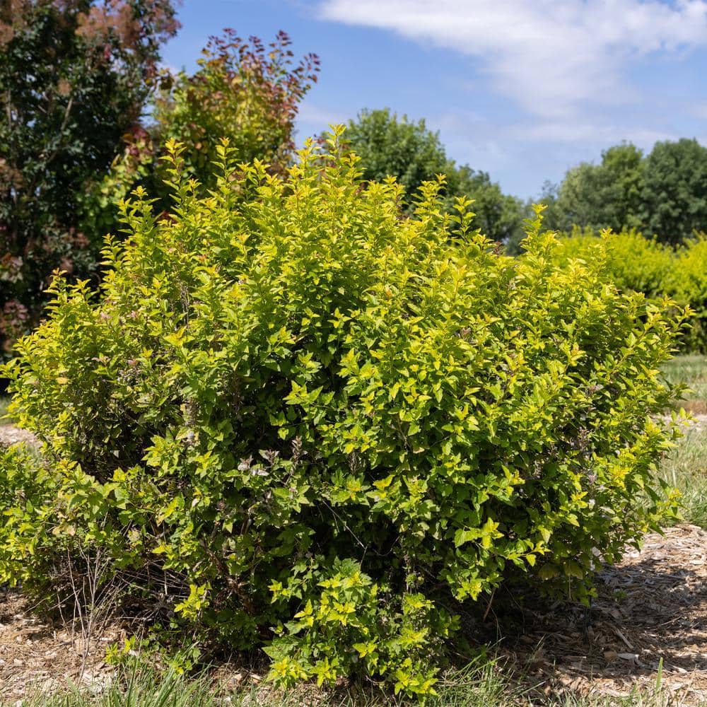 2 Gal. Lucky Devil Ninebark Shrub with Bright Yellow Foliage - Hercitys