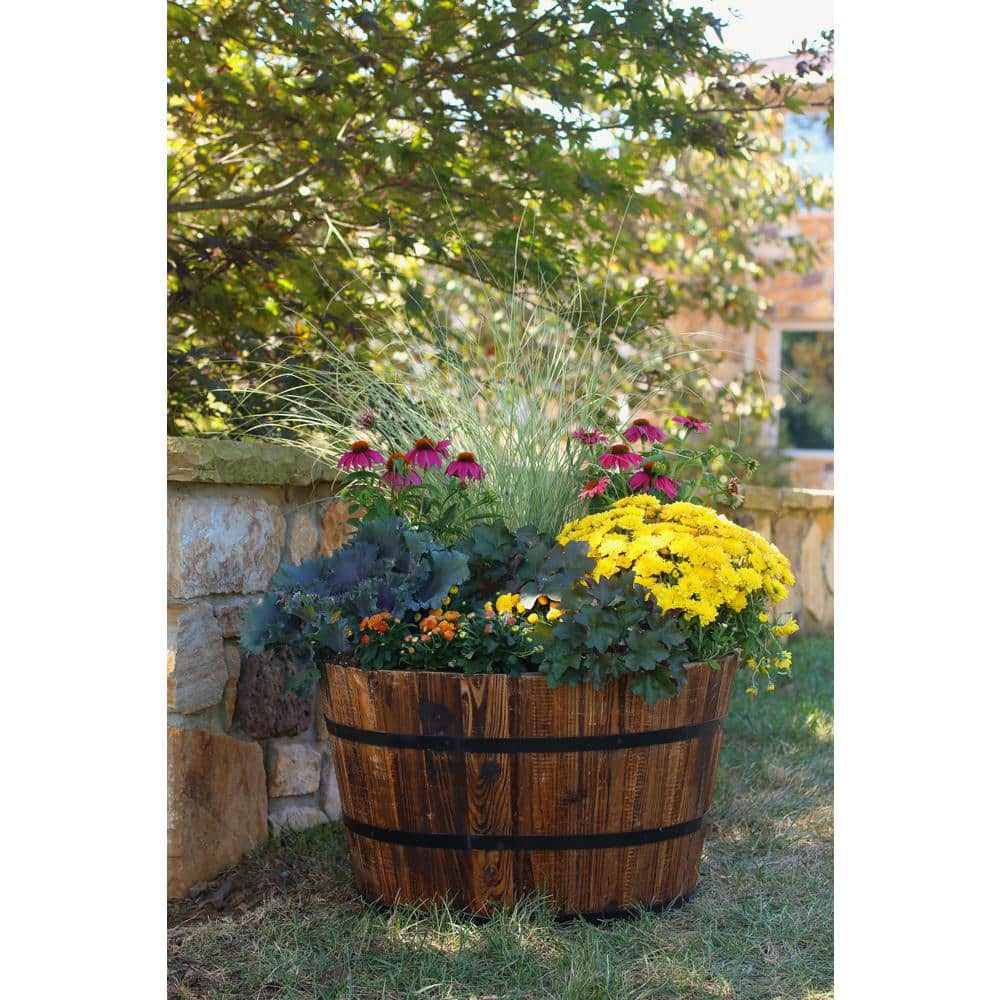 2 Qt. Pow Wow Wilderberry Pink Cone Flower Echinacea Perennial Plant (3-Pack) - Hercitys