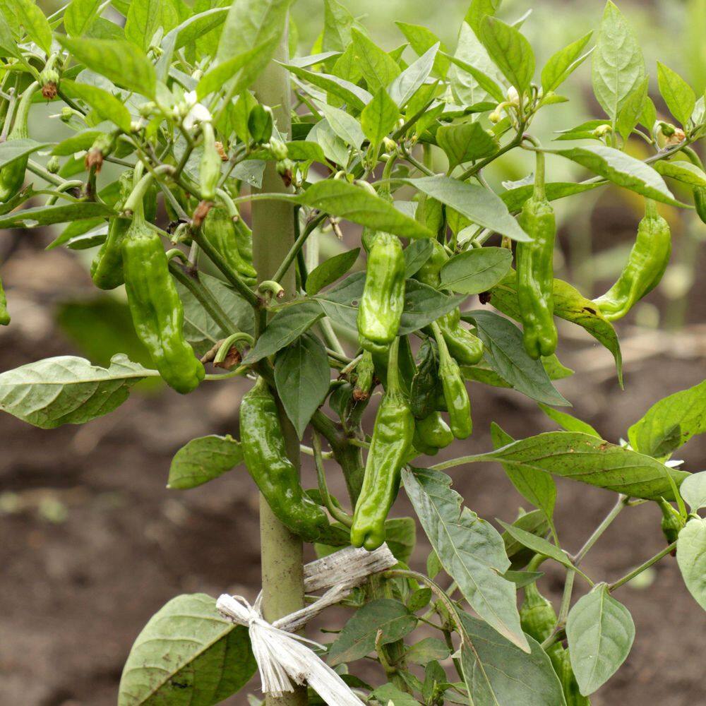 2.5 in. Chile Pepper Shishito Plant (3-Pack) - Hercitys
