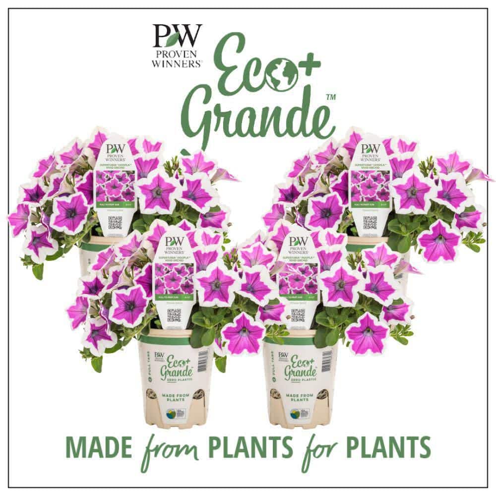 4.25 in. Eco+ Grande Supertunia Hoopla Vivid Orchid (Petunia Hybrid) Live Annual Plant with Purple Flowers 4-Pack - Hercitys