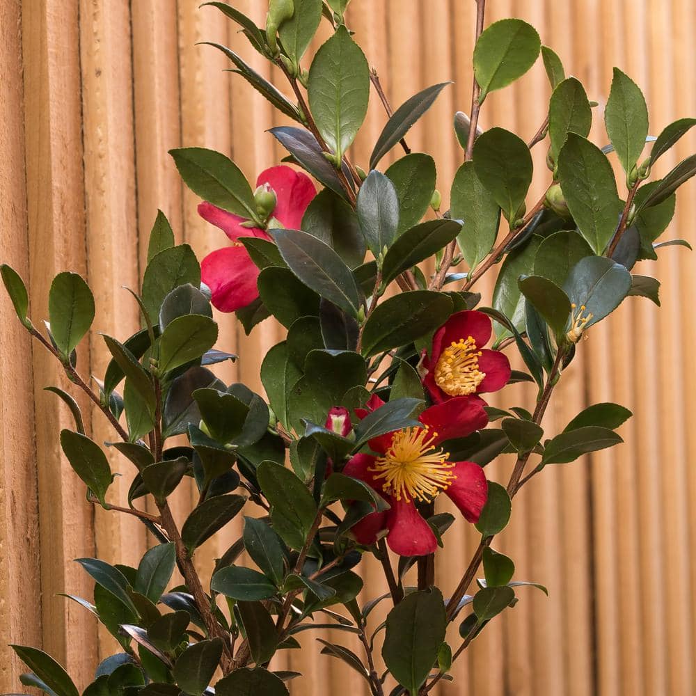 3 gal. Camellia Yuletide Shrub with Red Flowers - Hercitys