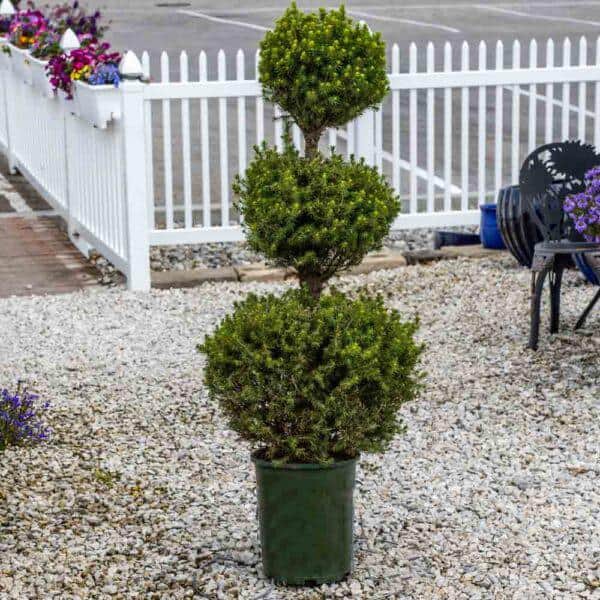3 gal. Alberta Spruce Shrub with Formal Poodle Topiary Shape - Hercitys