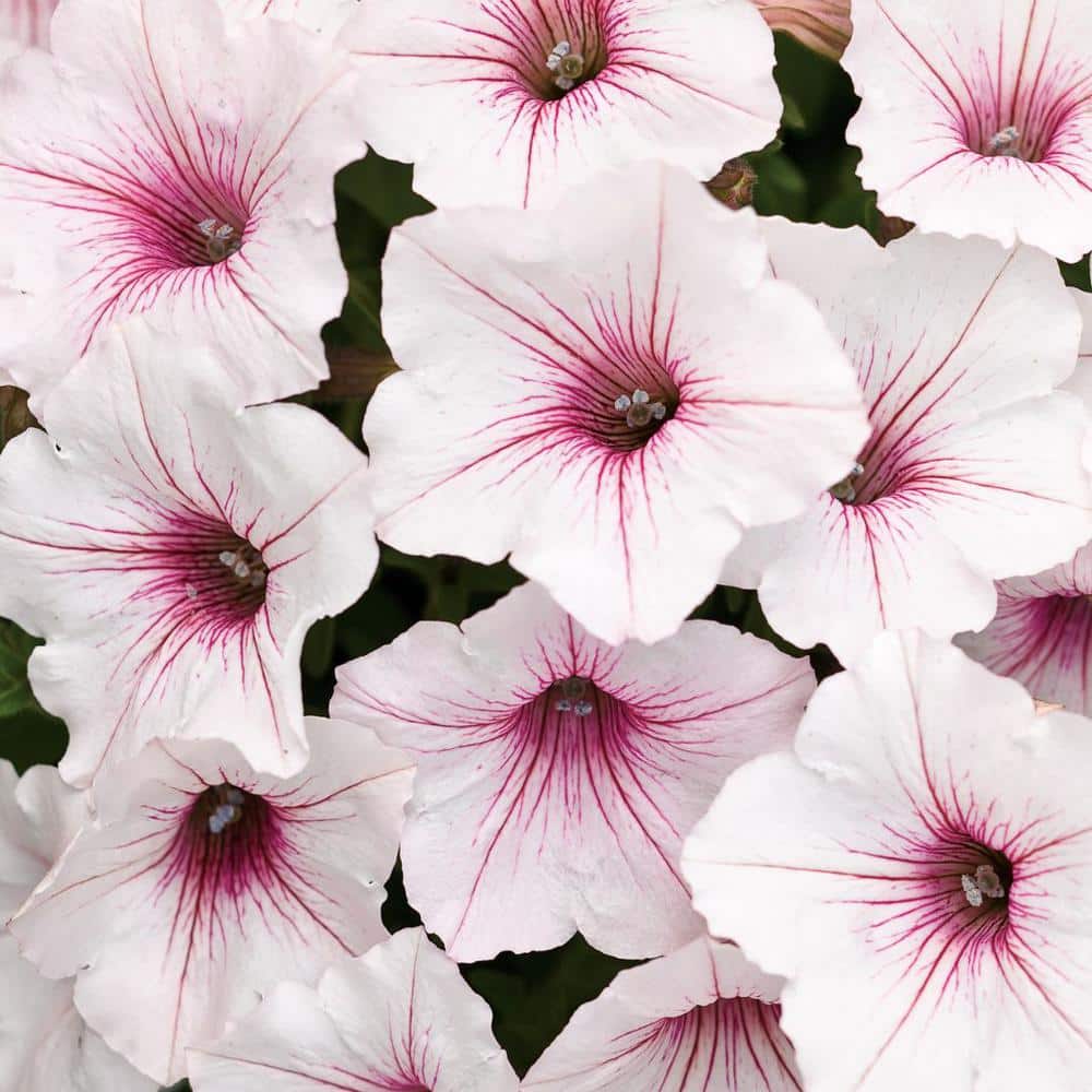 4-Pack, 4.25 in. Eco+Grande Supertunia Vista Silverberry (Petunia) Live Plant, White Flowers with Pink Veins - Hercitys
