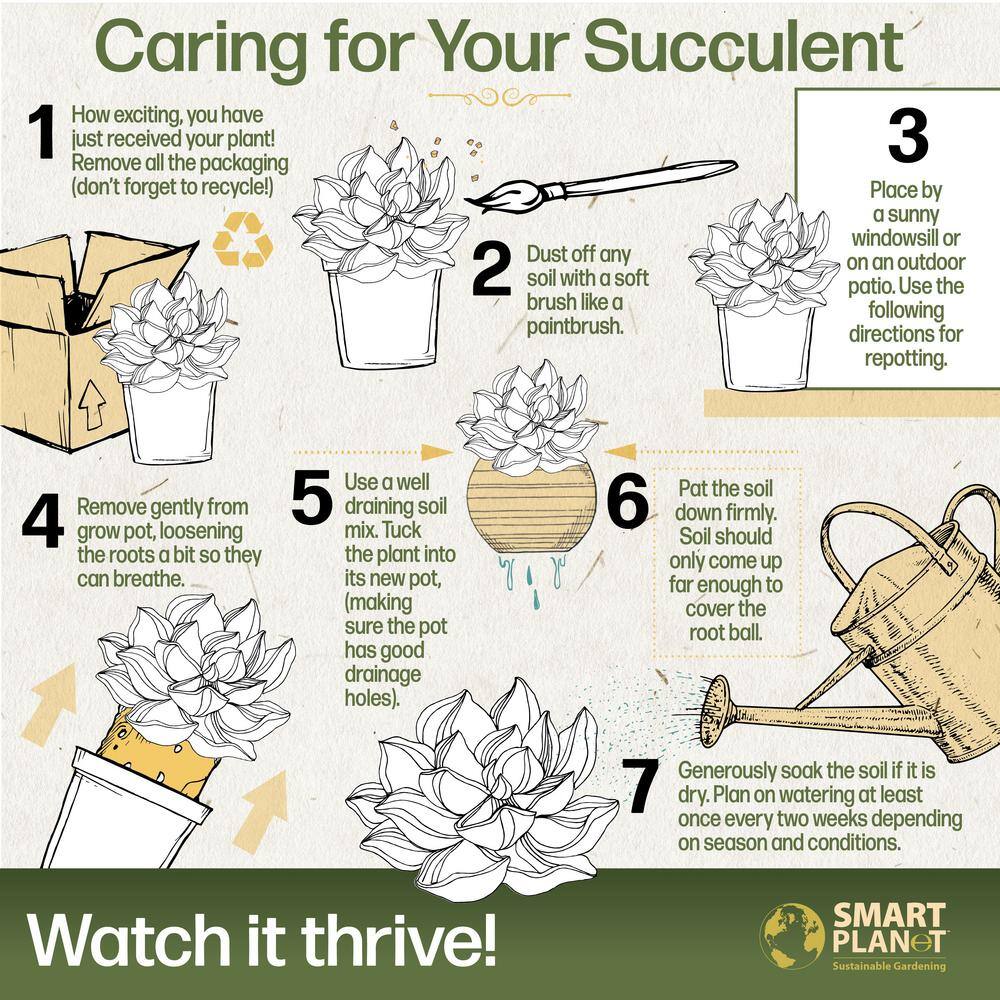 1 qt. Graptosedum Assorted Succulents (4-Pack) - Hercitys