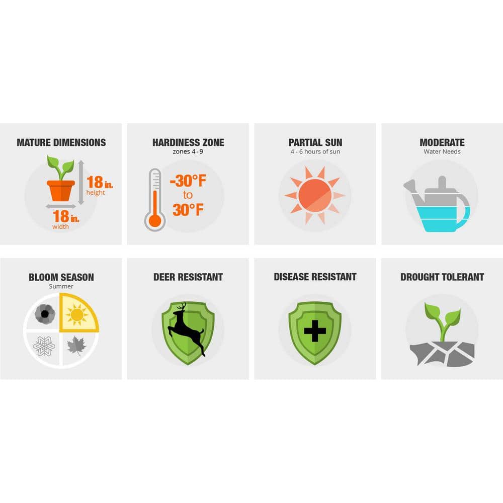 1 gal. Big Blue Lily Turf Plant - Hercitys