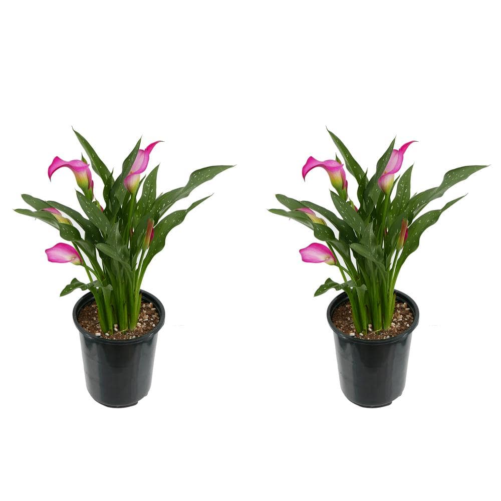 2.5 qt. Perennial Calla Lily Pink (2-Pack) - Hercitys