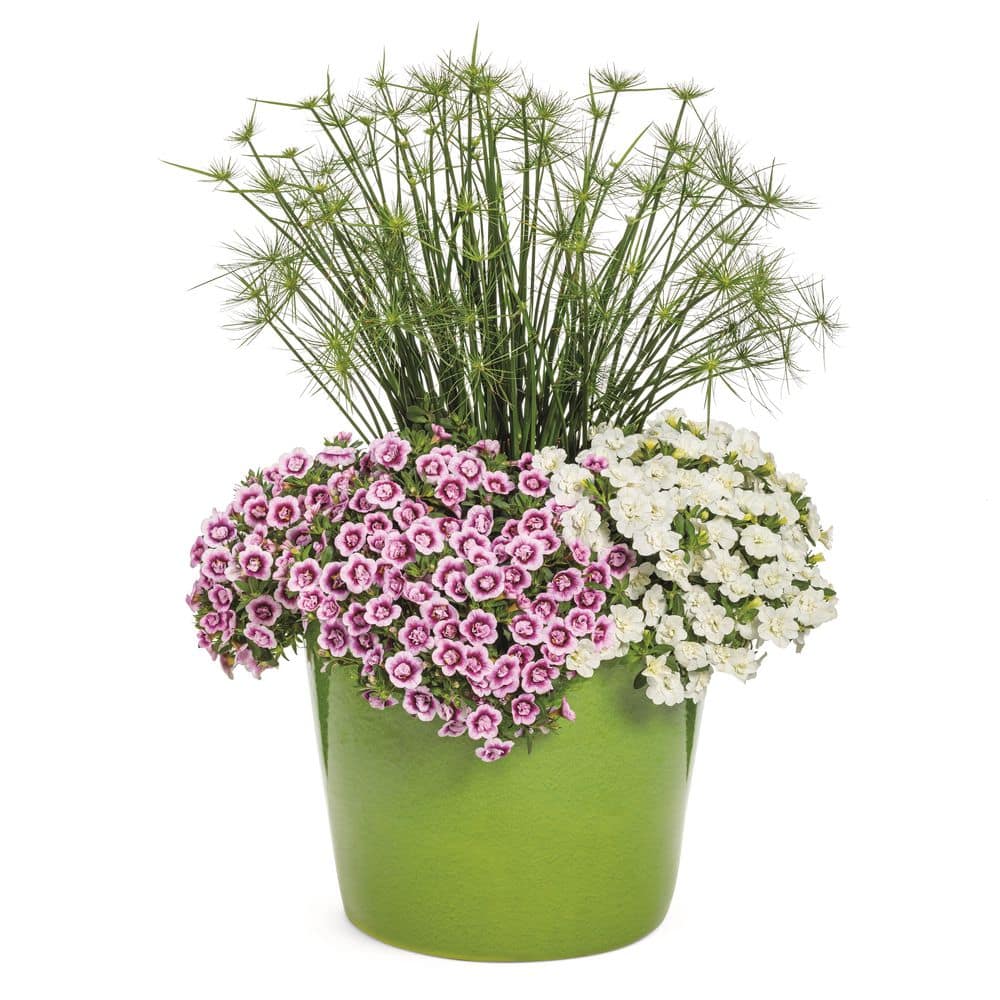 4.25 in. Eco+ Grande Superbells Double White (Calibrachoa hybrid) Live Annual Plant with White Flowers 4-Pack - Hercitys